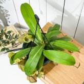 PLANCHU 食虫植物 ネペンテス ルイーザ 5号吊り鉢 育て方説明書付き Nepenthes × Louisa ウツボカズラ
