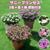 サニープリンセス 苗 3色セット ホワイト ピンク ブルー 3.5号ポット サントリーフラワーズ ｜トレニア｜小花が咲き続ける夏の花苗｜鉢植え・プランター・花壇におすすめ｜初心者向け｜肥料付き ガーデニング ハンギング