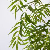 観葉植物 造花 マホニア コンフューサ BROWN 全高約180cm 大型 フェイクグリーン 高級 本物そっくり リアル おしゃれ 和風 和モダン インテリア 人工観葉植物 アーティフィシャルグリーン オフィス 店舗 ホテル 旅館 開店祝い 室内 リビング 玄関 庭木 細葉ヒイラギナンテン