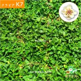 クラピアK7（白） ポット苗10株 すくすくシート14平米+J字型ピン100本　肥料 活力剤2種、完全植栽マニュアル2種付き クラピア 芝桜 雑草対策 グランドカバー マルチング イワダレソウ（改良種）