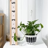 PLANCHU 観葉植物 ポトス パーフェクトグリーン 5号吊り鉢 育て方説明書付き Epipremnum aureum ‘Perfect Green’ エピプレムナム アロイド