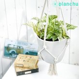 観葉植物 ポトス マーブルクイーン 5号鉢 樹脂製ハンギング鉢カバー付き 育て方説明書付き