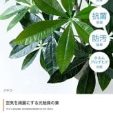 【高さ200cm】光触媒人工観葉植物 ユーカリ 幅70cm×奥行60cm×高さ200cm オフィス 天然木 ポリエステル 組立品 お部屋に気軽に飾れて空間を美しく彩るフェイクグリーン 本物の植物のようなリアルな質感とインテリアに馴染む風合いが魅力です