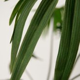 観葉植物 造花 シュロチク BROWN 全高約180cm 大型 フェイクグリーン 高級 本物そっくり リアル おしゃれ 和風 和モダン インテリア 人工観葉植物 アーティフィシャルグリーン オフィス 店舗 ホテル 旅館 開店祝い 室内 リビング 玄関 風水 棕櫚竹