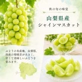 【産地直送】山梨県産 シャインマスカット 秀品｜誕生日・内祝い・秋のフルーツギフト
