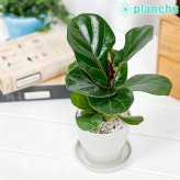 PLANCHU 観葉植物 フィカス リラータ 3.5号鉢 受け皿付き 育て方説明書付き Ficus lyrata カシワバゴムノキ ゴムノキ ゴムの木