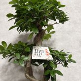 ガジュマル 観葉植物 八の字 8号鉢苗 大型 盆栽 末広がりの8の字 室内 珍しい 希少種 多幸の木 幸福をもたらす精霊が住むガジュマルの木 おしゃれなインテリア 結婚祝い 新築祝い 開店祝い 開業祝い 誕生日 母の日 父の日 記念日 プレゼントギフト 肥料別売り 敬老の日