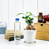 PLANCHU 観葉植物 ガジュマル 4号樹脂鉢 ホワイト サスティー付き 受け皿付き 育て方説明書付き Ficus microcarpa フィカス ミクロカルパ 精霊の宿る木