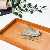 PLANCHU エアプランツ ティランジア ベリッキアーナ Mサイズ 1株 W8×H8cm前後 育て方説明書付き Tillandsia velickiana エアープランツ チランジア