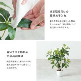 【高さ55cm】光触媒人工観葉植物 ペペロミア 幅30cm×奥行25cm×高さ55cm コンパクト 天然木 お部屋に気軽に飾れて空間を美しく彩るフェイクグリーン 本物の植物のようなリアルな質感とインテリアに馴染む風合いが魅力です