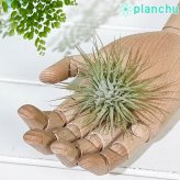 PLANCHU エアプランツ ティランジア イオナンタ ファインリーフ Mサイズ 1株 W8×H8cm前後 育て方説明書付き Tillandsia ionantha cv. エアープランツ チランジア