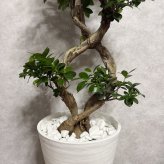 ガジュマル 観葉植物 八の字 8号鉢苗 大型 盆栽 末広がりの8の字 室内 珍しい 希少種 多幸の木 幸福をもたらす精霊が住むガジュマルの木 おしゃれなインテリア 結婚祝い 新築祝い 開店祝い 開業祝い 誕生日 母の日 父の日 記念日 プレゼントギフト 肥料別売り 敬老の日