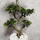ガジュマル 観葉植物 八の字 8号鉢苗 大型 盆栽 末広がりの8の字 室内 珍しい 希少種 多幸の木 幸福をもたらす精霊が住むガジュマルの木 おしゃれなインテリア 結婚祝い 新築祝い 開店祝い 開業祝い 誕生日 母の日 父の日 記念日 プレゼントギフト 肥料別売り 敬老の日