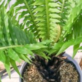 PLANCHU 観葉植物 ブレクナム シルバーレディ 木立タイプ 6号鉢 受け皿付き 育て方説明書付き Blechnum gibbum ‘Silver Lady’ シダ植物