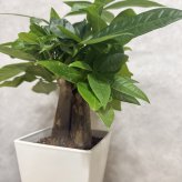 観葉植物 パキラ グラブラ 3本立ち ミニ 卓上 小さい 4号 高さ約35cm 白 スクエア鉢 マネーツリー 育てやすい 耐陰性 インテリア デスク 棚 一人暮らし 誕生日 引っ越し祝い 就職祝い 退職祝い お礼 プチギフト お祝い ギフト プレゼント おしゃれ