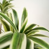 観葉植物 造花 ソングオブジャマイカ BROWN 全高約180cm 大型 フェイクグリーン 高級 本物そっくり リアル おしゃれ スタイリッシュ インテリア 人工観葉植物 アーティフィシャルグリーン モダン オフィス 店舗 ホテル 開店祝い 室内 リビング 玄関 風水 ドラセナ