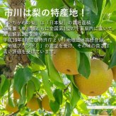 楽天ランキング受賞！ 予約販売 いちかわの梨 梨 幸水 こうすい 5kg 9～16玉 千葉県産 市川 なし 旬 果物 果実 フルーツ グルメ ギフト プレゼント 贈答品 贈答用 お盆 暑中見舞い 和梨 初節句