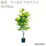 観葉植物 造花 フィカス アルテシマ BROWN 全高約175cm 大型 斑入り フェイクグリーン 高級 本物そっくり リアル おしゃれ インテリア 人工観葉植物 アーティフィシャルグリーン オフィス 店舗 ホテル 開店祝い 室内 リビング 玄関 風水 ゴムの木 アルテシーマ