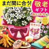【まだ間に合う】 敬老の日 すぐ贈れるギフト 即日発送 鉢植え プレゼント ギフト 花 りんどう 竜胆 リンドウ 生花 花鉢 花とスーツ 孫 ありがとう どら焼き バウムクーヘン 干し芋 芋けんぴ かりんとう カステラ ようかん あんみつ 秋 送料無料 スイーツ お菓子 和菓子 洋菓子 メッセージカード おいもや