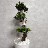 現品 ガジュマル 観葉植物 曲がり 8号鉢苗 大型 盆栽 登り樹 昇り竜 室内 珍しい 希少種 多幸の木 幸福をもたらす精霊が住むガジュマルの木 おしゃれなインテリア 結婚祝い 新築祝い 開店祝い 開業祝い 誕生日 母の日 父の日 記念日 プレゼントギフト 肥料別売り 敬老の日