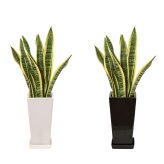 サンスベリア 6号 角高陶器 高さ約70cm 観葉植物