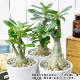 PLANCHU 観葉植物 アデニウム 4号樹脂鉢 ホワイト サスティー付き 受け皿付き 育て方説明書付き Adenium コーデックス 塊根植物 多肉植物