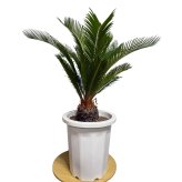 現品 観葉植物 ソテツ 蘇鉄 高さ80cm 10号鉢苗 大型種類 大きい 鉢植え 和風 和室 南国 おしゃれな室内インテリア 日陰 風水 玄関 リビング 初心者におすすめ 簡単で育てやすい 耐陰性 部屋 屋外 かわいい ベランダ プレゼント ギフト 開店祝い 結婚祝い 窓際 テレビ横 モダン 贈答