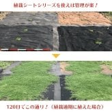 100平米分セット クラピア専用マルチシートセット 2m×50m（100m2） + Jピン（500本） クラピア 植栽用 吸水性 透水性 アップ