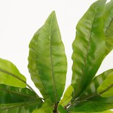 観葉植物 造花 アスプレニウム BROWN 全高約90cm 中型 フェイクグリーン 本物そっくり おしゃれ インテリア 人工観葉植物 アーティフィシャルグリーン オフィス 店舗 ホテル 開店祝い 室内 タニワタリ シダ フェイク