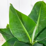 PLANCHU 熱帯果樹 ムサ サンジャクバナナ 6号鉢 受け皿付き 育て方説明書付き Musa acuminata ‘Dwarf Cavendish’ サンジャクバナナ バナナの木 苗 観葉植物