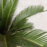 現品 観葉植物 ソテツ 蘇鉄 高さ80cm 10号鉢苗 大型種類 大きい 鉢植え 和風 和室 南国 おしゃれな室内インテリア 日陰 風水 玄関 リビング 初心者におすすめ 簡単で育てやすい 耐陰性 部屋 屋外 かわいい ベランダ プレゼント ギフト 開店祝い 結婚祝い 窓際 テレビ横 モダン 贈答