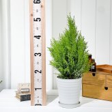PLANCHU 観葉植物 コニファー ゴールドクレスト ウィルマ 5号鉢 受け皿付き 育て方説明書付き Cupressus macrocarpa ‘Wilma’ 庭木 植木 針葉樹 クリスマスツリー