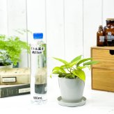 PLANCHU 観葉植物 フィロデンドロン オキシカルディウム ライム 3.5号鉢 受け皿付き 育て方説明書付き Philodendron oxycardium ‘Lime’ オキシカルジウム アロイド