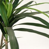 観葉植物 造花 ユッカ BROWN 全高約210cm 大型 フェイクグリーン 高級 本物そっくり リアル おしゃれ スタイリッシュ インテリア 人工観葉植物 アーティフィシャルグリーン モダン オフィス 店舗 ホテル 開店祝い 室内 リビング 玄関 風水 青年の木