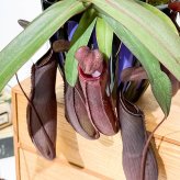 PLANCHU 食虫植物 ネペンテス レベッカ 5号吊り鉢 育て方説明書付き Nepenthes ‘Rebecca soper’  ウツボカズラ