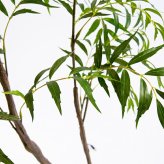 観葉植物 造花 マホニア コンフューサ BROWN 全高約150cm 大型 フェイクグリーン 本物そっくり おしゃれ インテリア 人工観葉植物 アーティフィシャルグリーン オフィス 店舗 ホテル 開店祝い 室内 ナリヒラヒイラギナンテン フェイク