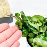 PLANCHU 観葉植物 ホヤ カルノーサ コンパクタ 3.5号鉢 受け皿付き 育て方説明書付き Hoya carnosa ‘Compacta’ サクララン 桜蘭