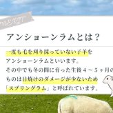 ラグ カーペット 日本製 ムートン 200×200 抗菌 防ダニ 消臭 高級 短毛 ムートンシーツ シーツ ワイドキング 敷きパッド 敷パッド 羊毛 厚手 スプリングラム 本革 ウール 冬 国産 秋冬 四隅ゴムなし
