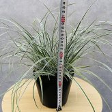斑入り カレックス オシメンシス エベレスト 白緑 15cmポット苗 株 下草 常緑 多年草 グランドカバー カラーリーフ 庭 寄せ植えに 花壇 鉢植え 高耐寒性