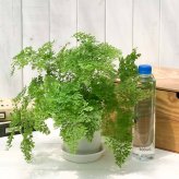 PLANCHU 観葉植物 アジアンタム ミクロフィラム 4号鉢 受け皿付き 育て方説明書付き Adiantum raddianum ‘Micropinnulum’ ミクロピンヌルム シダ植物