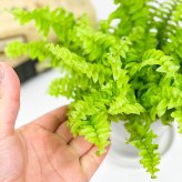 観葉植物 ネフロレピス ツデー 3.5号鉢 3鉢セット 受け皿付き 育て方説明書付き Nephrolepis exaltata ‘Teddy Junior’ シダ  ボストンファーン ボストンファン