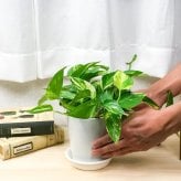 観葉植物 ポトス 3種セット ゴールデン ライム マーブルクイーン 4号鉢 受け皿付き 育て方説明書付き エピプレムヌム