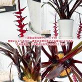 PLANCHU 観葉植物 エクメア フォスターズフェイバリット 5号鉢 受け皿付き 育て方説明書付き Aechmea ‘Foster's Favorite’ ブロメリア