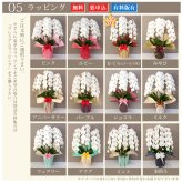 胡蝶蘭 大輪 ３本立ち 蕾含む36輪以上 送料無料 ヤマト [r-tai0009-f] 　開店祝い 開業 誕生日 長寿 結婚記念日 金婚式 お供え花 株主総会 選挙 当選 祈願 仏花 お悔み花 開院 開業 移転 ギフト 贈り物 還暦 古希 喜寿 傘寿 米寿 卒寿 白寿 百寿 御供 受賞 受章 退職 就任 栄転 昇進 昇給 昇格 新築 竣工 落成 新装 周年記念 式典 発表会 集会 内祝 年忌 法要