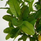 観葉植物 造花 レモンの木 BROWN 全高約220cm 大型 実付き フェイクグリーン 高級 本物そっくり リアル おしゃれ インテリア 人工観葉植物 アーティフィシャルグリーン シンボルツリー オフィス 店舗 カフェ 開店祝い 室内 リビング 玄関 風水 果樹 レモンツリー