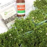 クラピア K5 薄桃品種 10株 すくすくセット 植栽マニュアル付き 苗10ポット 肥料活力剤2種付き イワダレソウ改良種 グランドカバー 植物 プランツ 薄ピンクの花 庭 屋上 緑化 K7と同程度の耐寒性 多年草 地被植物 ほふく性 下草 背が低い 宿根草