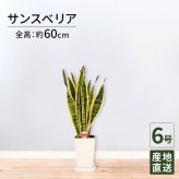 サンスベリア 6号 角プラ 高さ約60cm 観葉植物