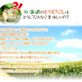 イエロースイートコーン 北海道 とうもろこし 8本入 送料無料 ※沖縄は送料別途加算