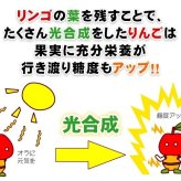 【11月中旬頃発送】蜜入りは１２月末まで　青森県認証 特別栽培農産物 ◆ 甘くておいしい！フォーシーズン 青森りんご 葉とらずサンふじ 家庭用 約１０kg箱