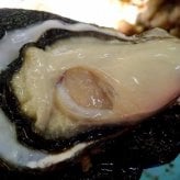 殻付き生牡蠣 岡山県 邑久町産 曙牡蠣 | 一斗缶100個以上(10kg) ■ 牡蠣むきナイフ、軍手付き お歳暮 送料無料 殻付き牡蠣 殻付き カキ かき 牡蛎 牡蠣一斗缶 海鮮 バーベキュー BBQ